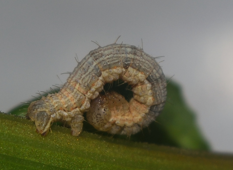 Camptogramma bilineata, Geometridae